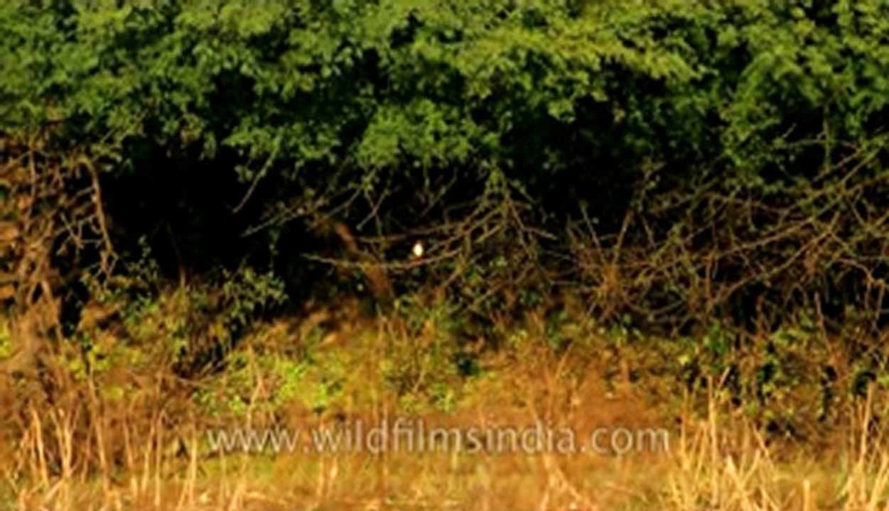 Kingfisher-Bharatpur-1.flv