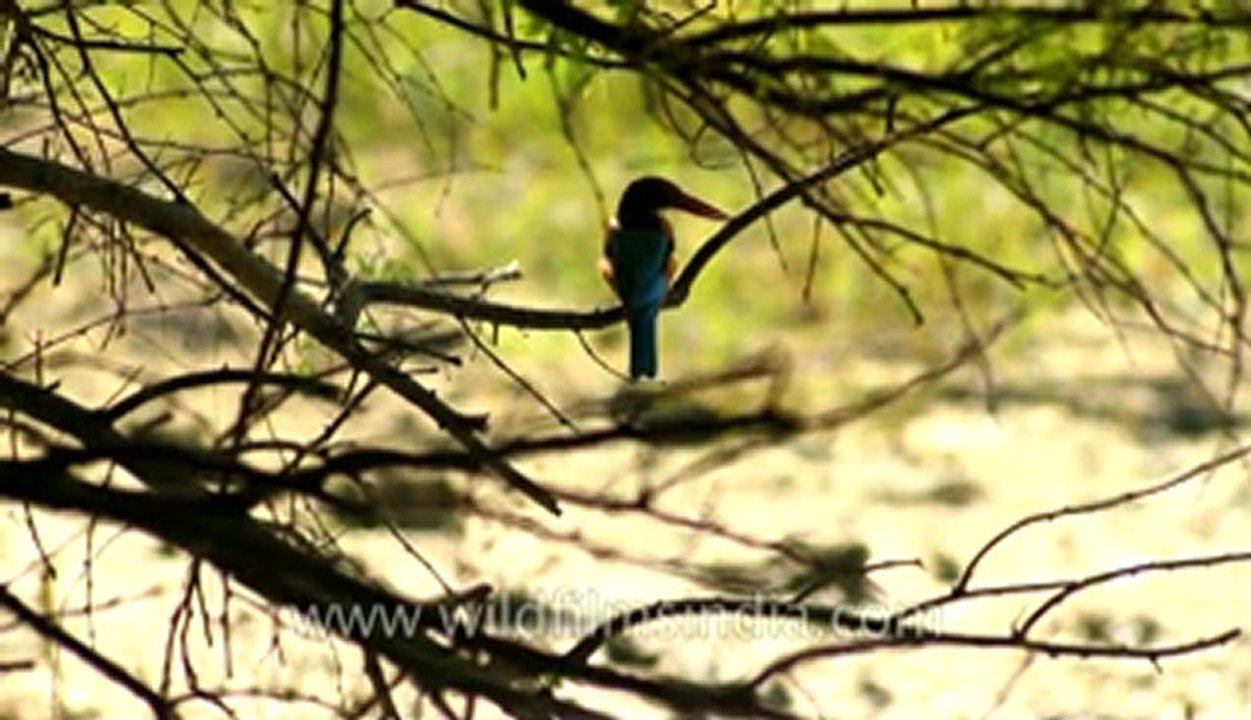 Kingfisher-Bharatpur-2.flv