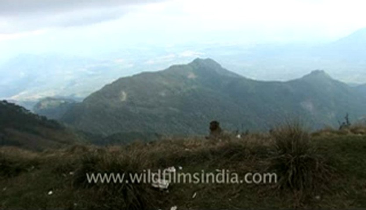 Kodaikanal-14-monkeys.flv