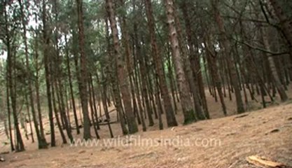 Kodaikanal-19-pine tree.flv
