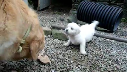 chiots autour de leur parc de jeux