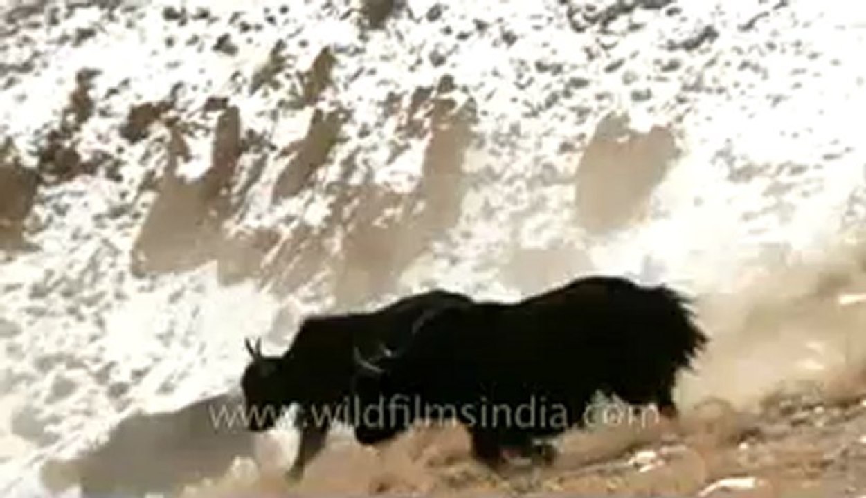 Ladakh-Yaks-Z-7-hdv-3-1.flv