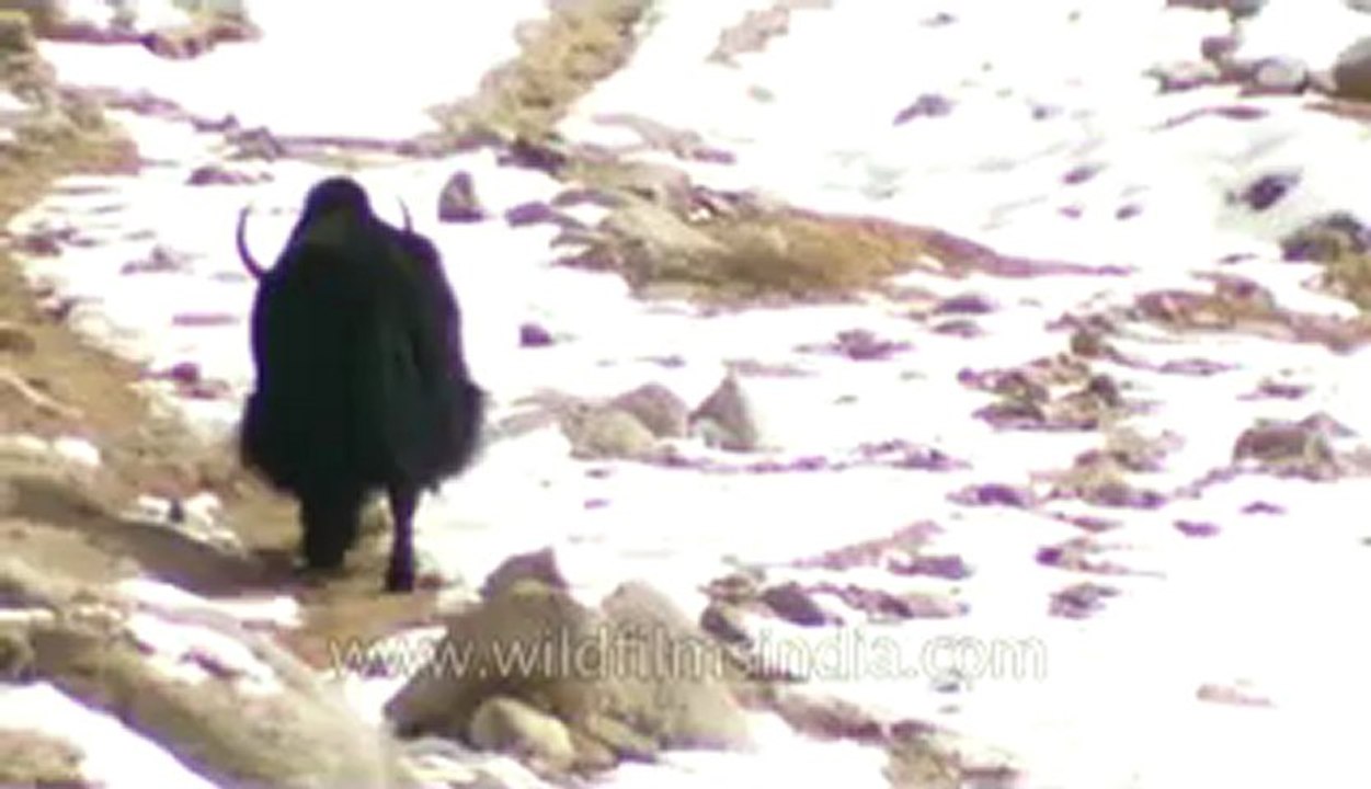 Ladakh-Yaks-Z-7-hdv-3-2.flv