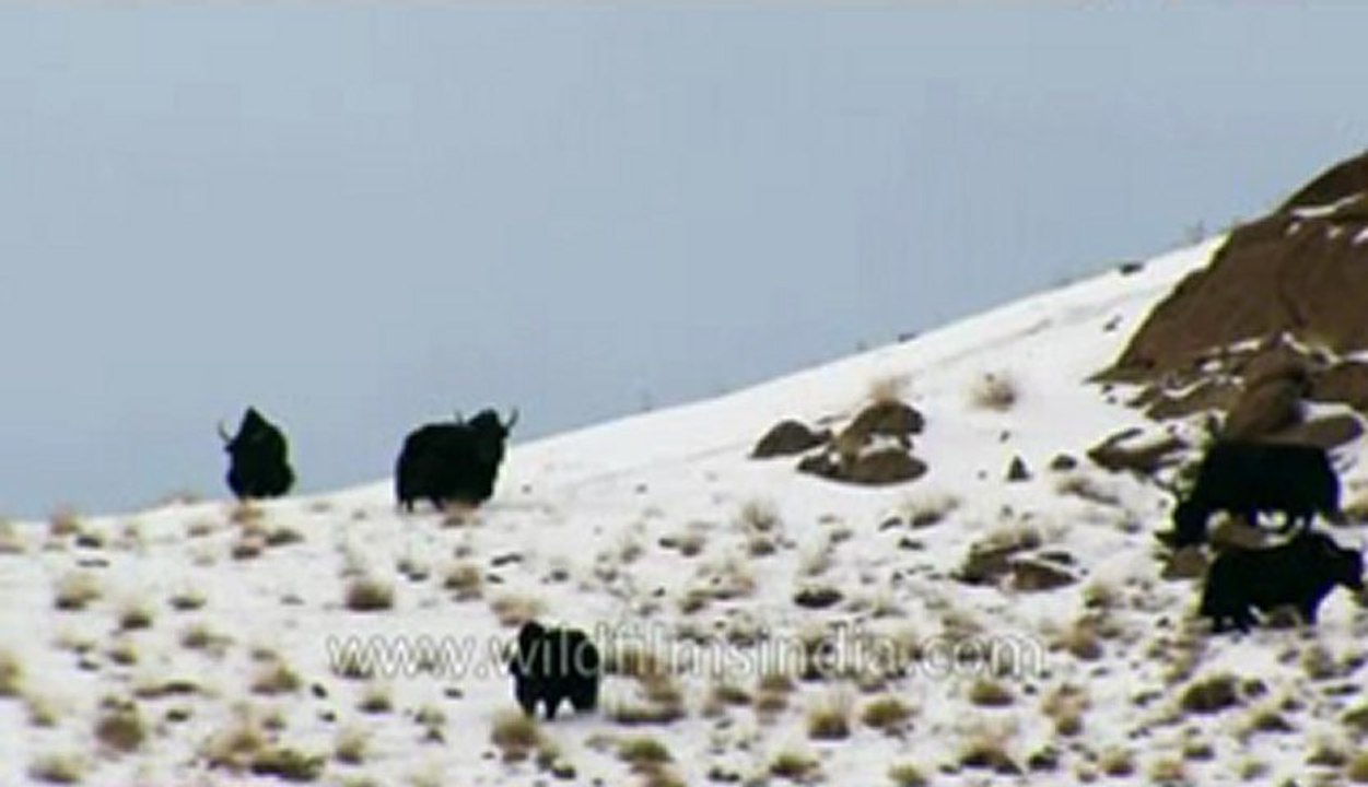 Ladakh-Yaks-Z-7-hdv-3-6.flv