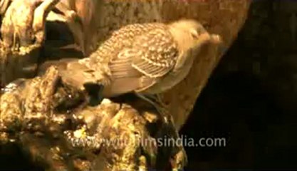 Lamkhaga trek-dipper.flv