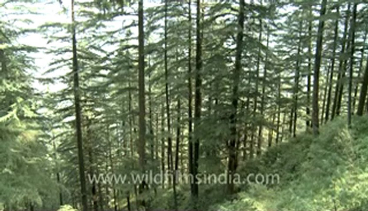 Landour pine tree.flv