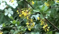 Landour-hdv-125-flowers.flv