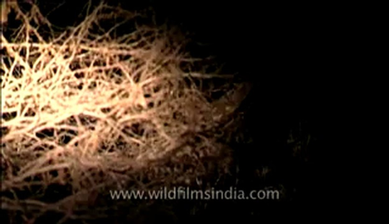 Lion-Gir-2.flv