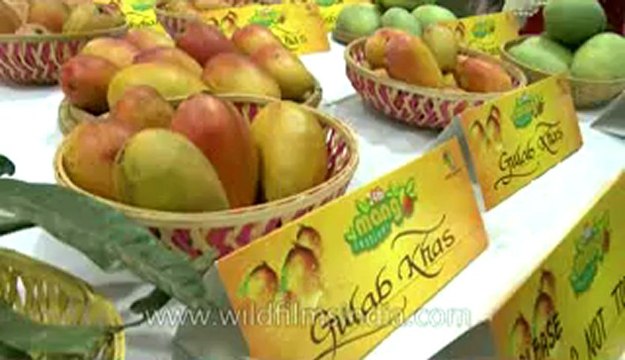 Mango festival-dilli haat-pitampura-5.flv