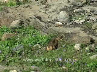 Marmots_1.flv