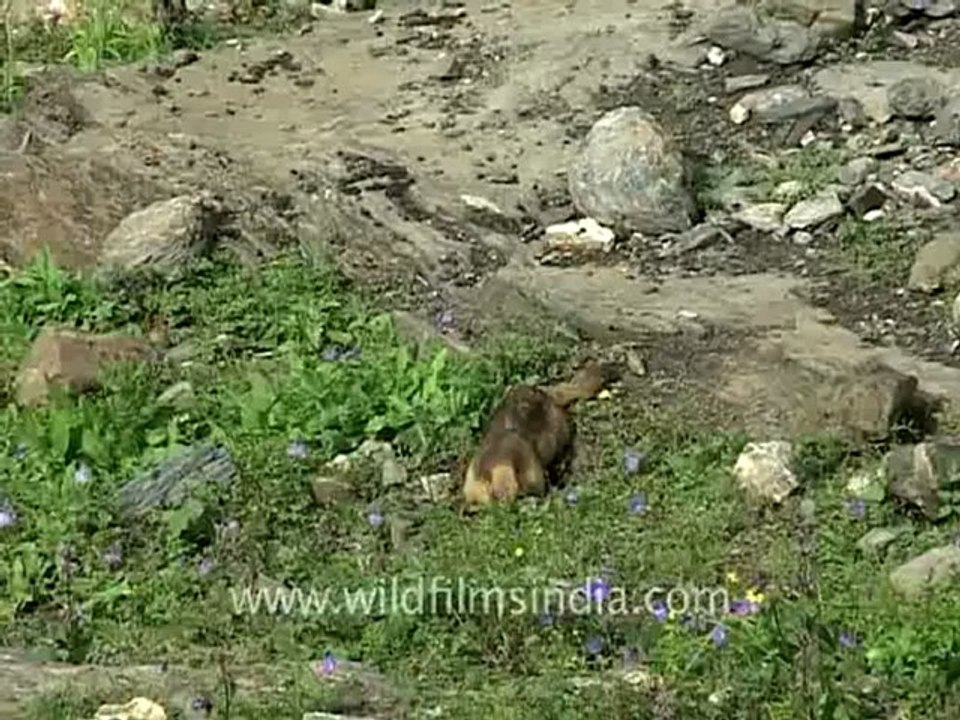 Marmots_1.flv