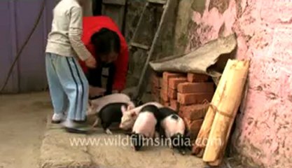 Mizoram-largest family-Piglets-1.flv