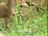 Mongoose mating.flv