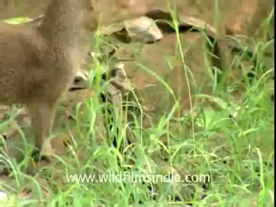 Mongoose mating.flv