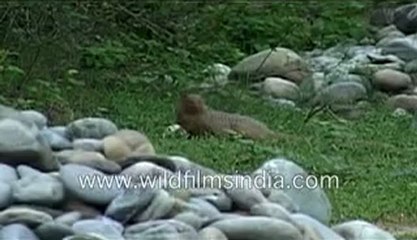 Mongoose_5-MPEG-4 800Kbps.mp4