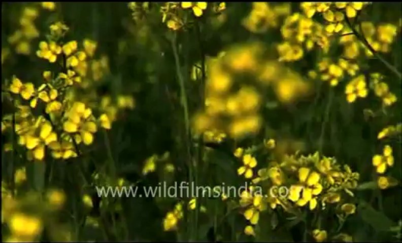 Mustard Field