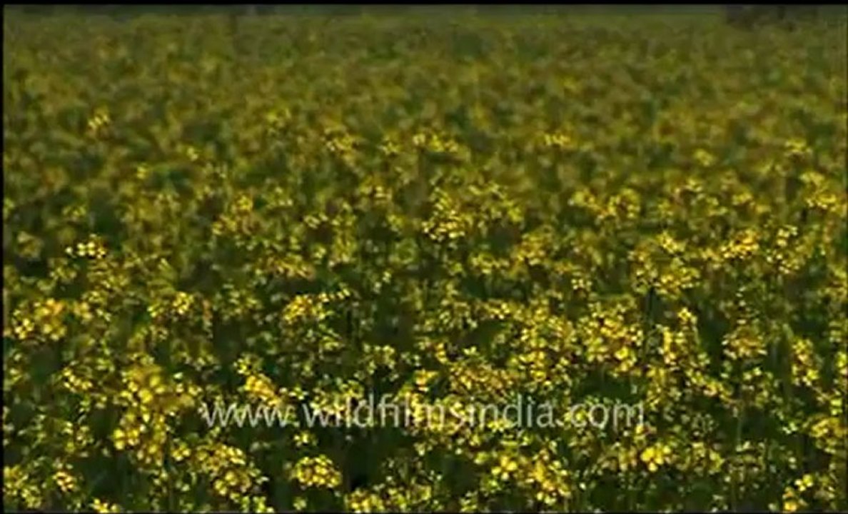 Mustard field_2.flv