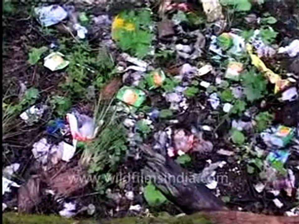 Nanda Devi Poem