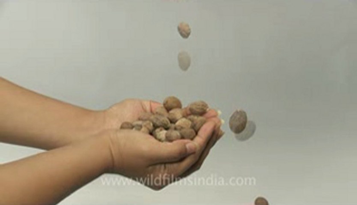 Nutmeg-2.flv