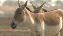 Rann-of-kutch-hdv-tape-1-wild asses-7.flv