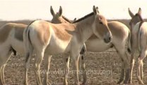 Rann-of-kutch-hdv-tape-1-wild asses-8.flv