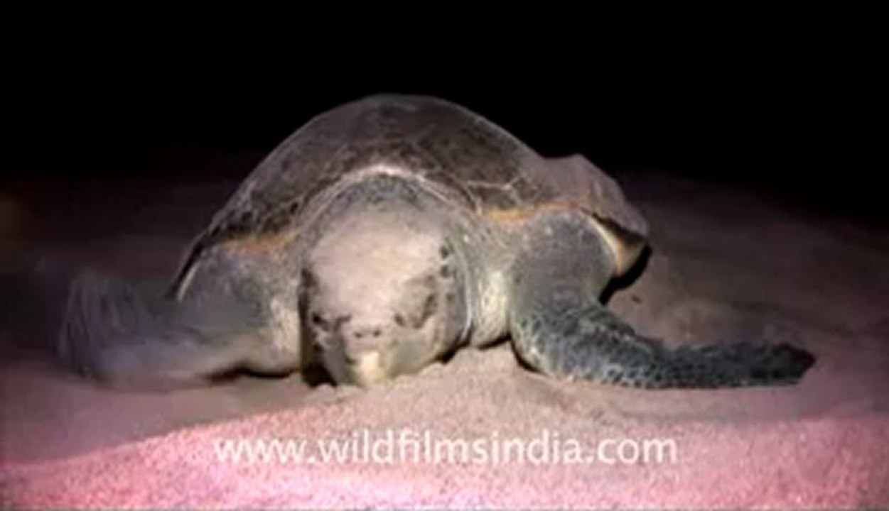 Olive Ridley Turtle-511-2.flv