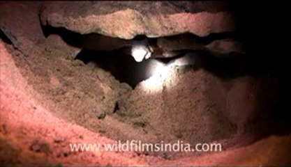 Olive Ridley Turtle-511-4.flv