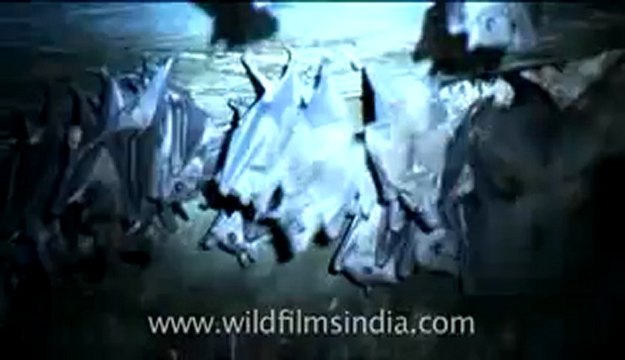 Olive Ridley Turtle-hdv-513-10mov.flv