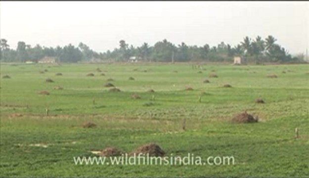 Olive Ridley Turtle-hdv-513-1mov.flv