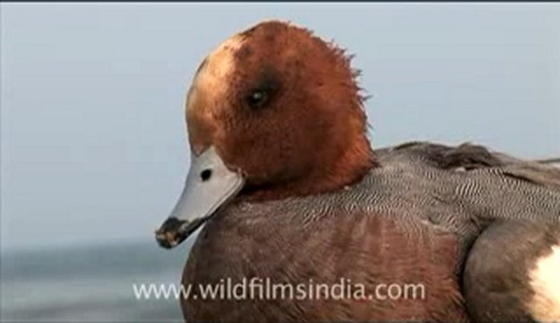 Olive Ridley Turtle-hdv-513-2mov.flv