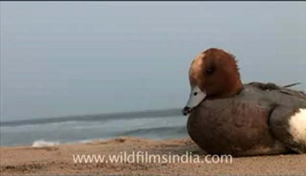 Olive Ridley Turtle-hdv-513-3mov.flv