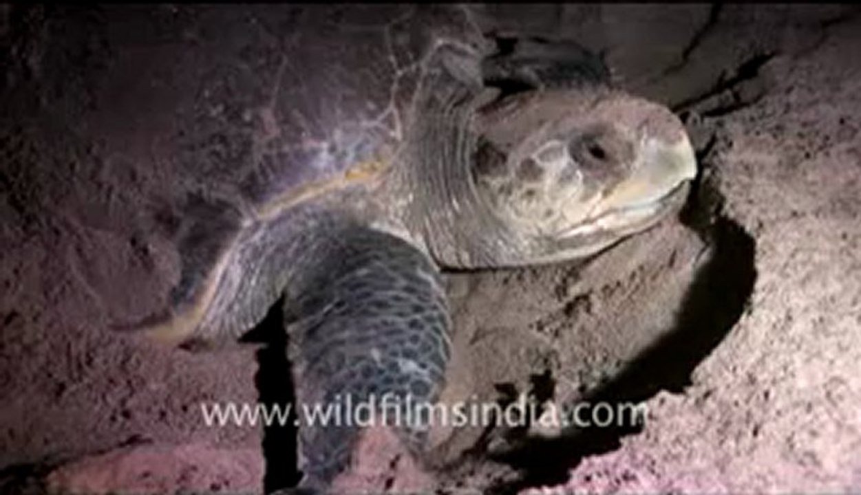 Olive Ridley Turtle-hdv-514-1.flv