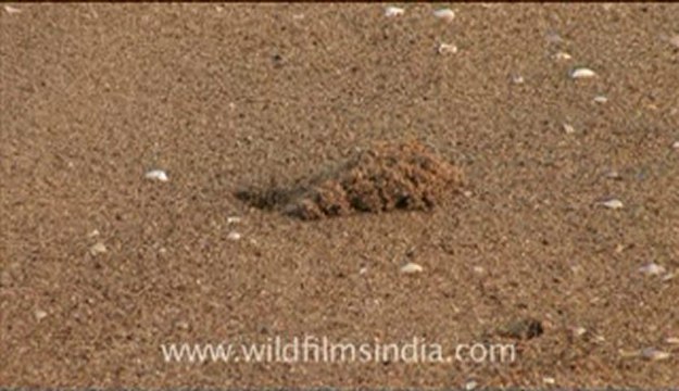 Olive Ridley Turtle-hdv-513-8mov.flv