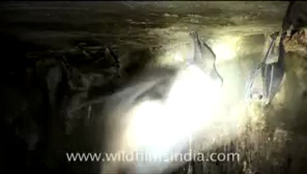 Olive Ridley Turtle-hdv-513-9mov.flv