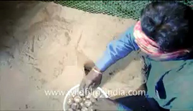Olive Ridley Turtle-hdv-514-4.flv