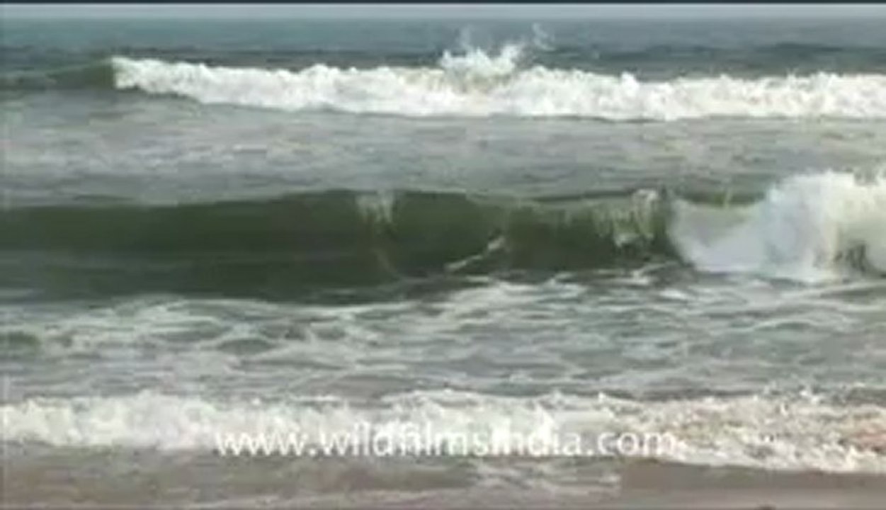 Olive Ridley Turtle-hdv-515-1mov.flv