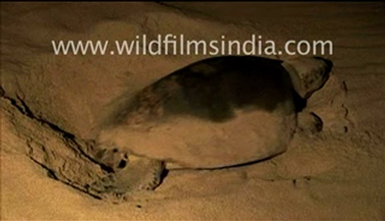 Olive ridley turtle