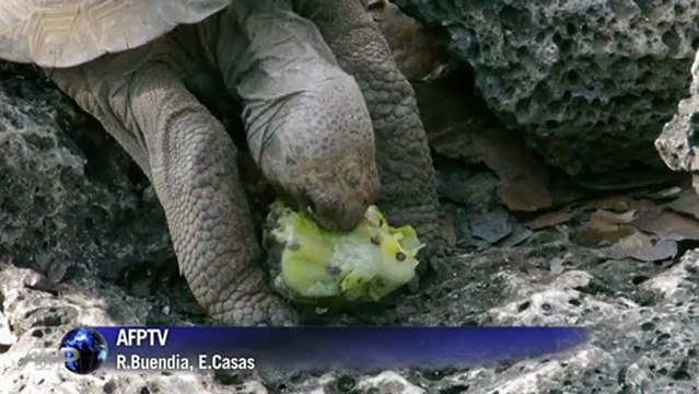 Conservationists turn poisoners in the Galapagos