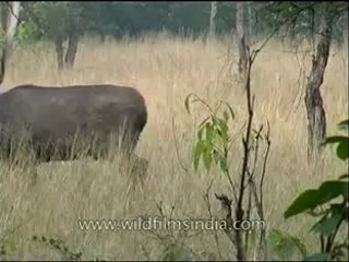 Panna-animal-mdv-129-12.flv