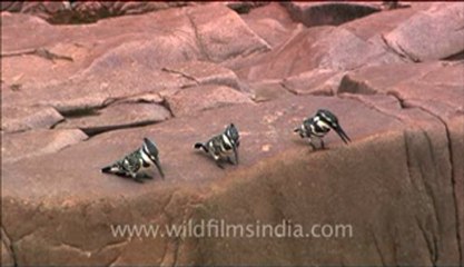 Panna-bird-hdc-9-5.flv