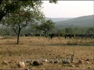 Panna-cow-mdv-129-15.flv