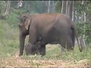 Panna-elephants-mdv-129-5.flv