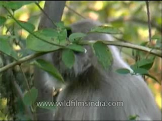 Panna-langur-mdv-138-7.flv