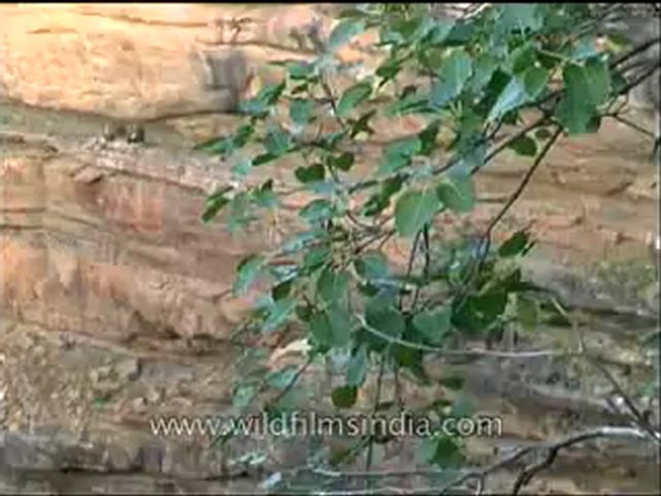 Panna-mdv-138-22.flv