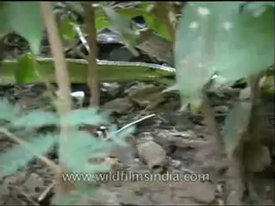 Panna-snake-mdv-129-8.flv