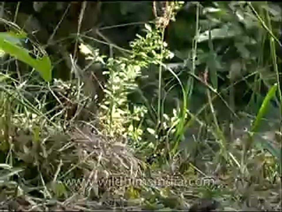 Panna-snake-mdv-138-12.flv