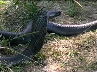 Panna-snake-mdv-138-8.flv