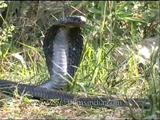 Panna-snake-mdv-138-9.flv