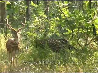 Panna-spotted deer-mdv-129-4.flv