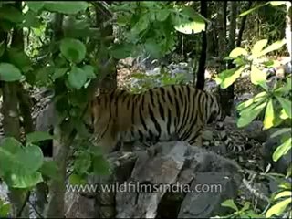 Panna-tiger-mdv-138-1.flv